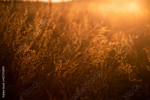 Low angle horizontal stock color photography of beautiful sunny abstract background of golden color. Closeup view of blurred wild grass and plants and defocused effect of sunny foliage in background