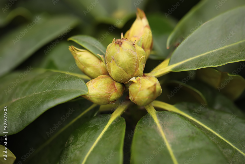 Tropical plant with lush green leaves and buds, closeup Tropical plant with lush green leaves and buds, closeup