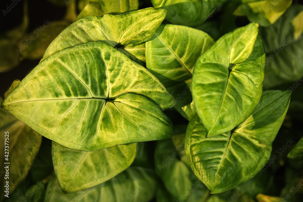 Tropical plant with lush green leaves, closeup Tropical plant with lush green leaves, closeup