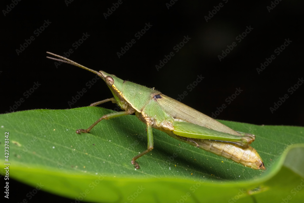 green katydid standing on green leaf green katydid standing on green leaf