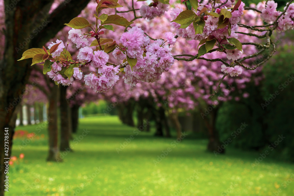 Obraz premium Cherry blossom