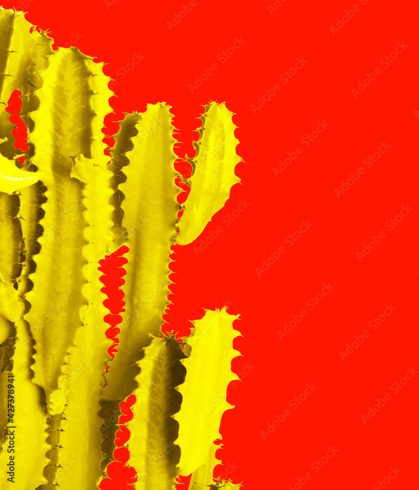 Naklejka premium Yellow cactus on red background. Creative design