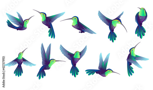 Set of small hummingbird cartoon animal design smallest bird in world vector illustration isolated on white background