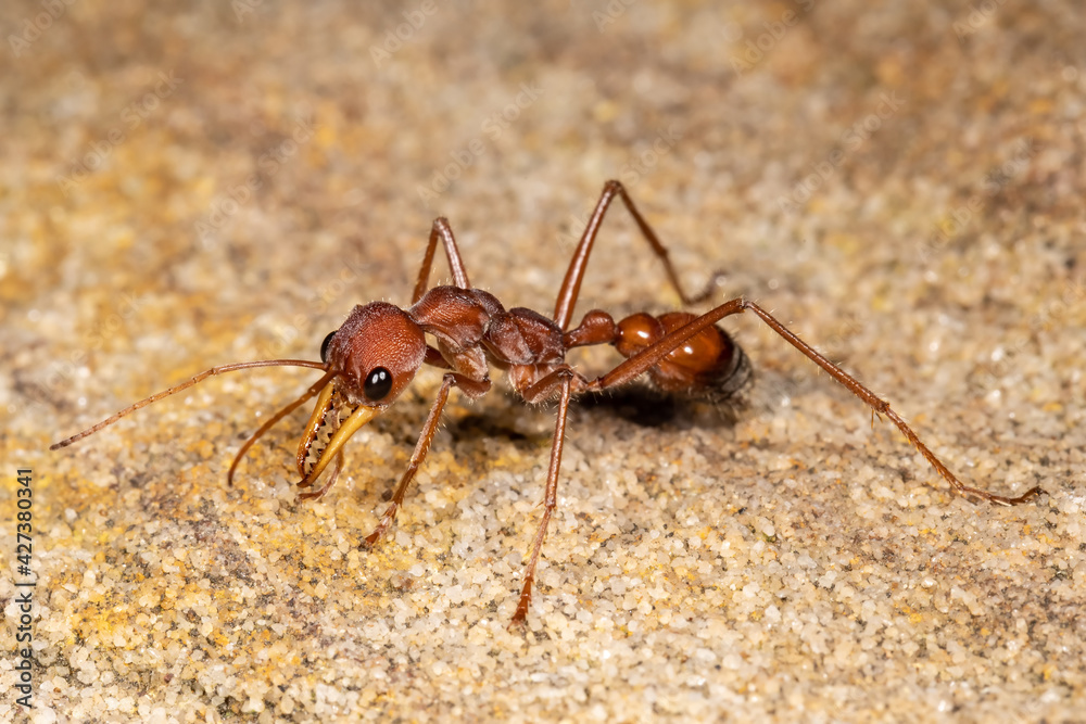 Close up of an Australian Bull Ant Close up of an Australian Bull Ant