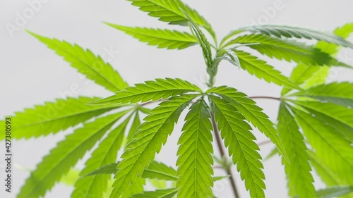 medical marijuana plant leaf. cannabis 
