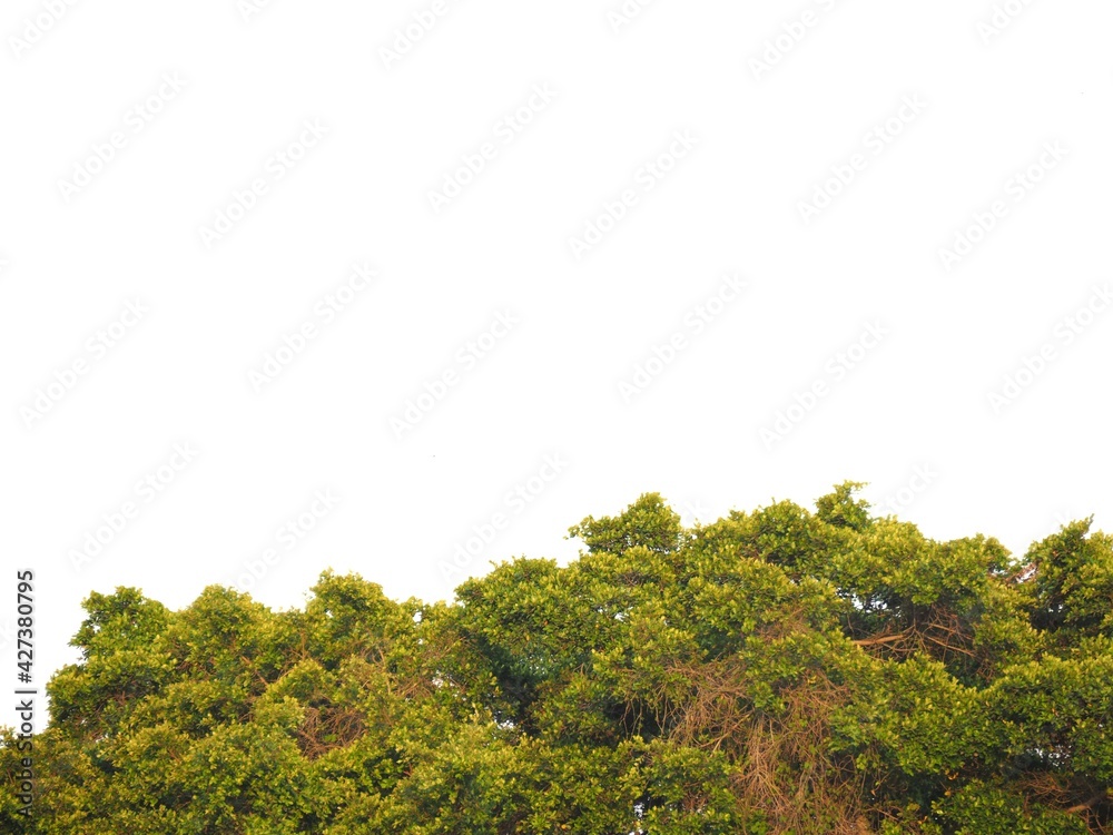 Obraz premium forest in the mountains