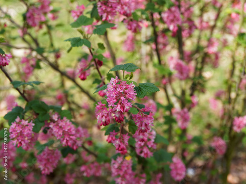 Red flowering currant or ribes sanguineum. Lusty shrub  with pretty leaves that look like small  crinkled maple leaves and small  tubular pink to red flowers arranged in big and fat drooping clusters