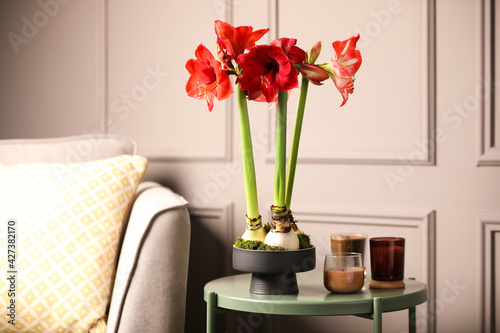 Fotografie Beautiful red amaryllis flowers on table in room