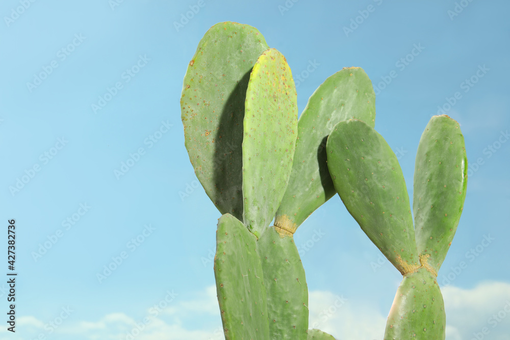 Beautiful exotic cactus outdoors against blue sky Beautiful exotic cactus outdoors against blue sky