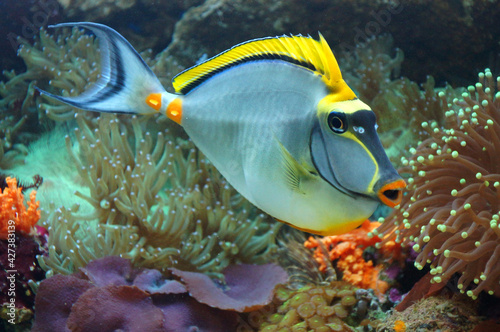 Fototapeta Naklejka Na Ścianę i Meble -  Naso Elegans is a tropical fish found in coral reefs in the Indian Ocean. It is commonly known as the elegant unicornfish, orange-spine unicorn, and smoothheaded unicornfish.