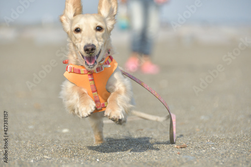 全力で走ってこちらに向かってくる犬