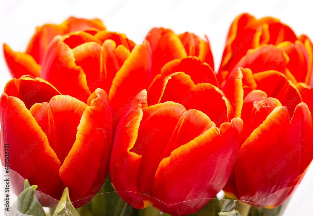 red tulip flowers on white background