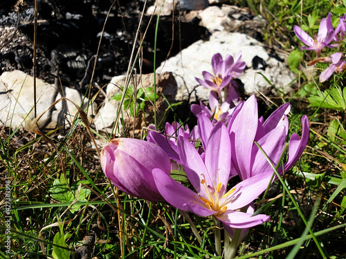 Pink colchicum or crocus flowers blooming near an abandoned campfire. photo