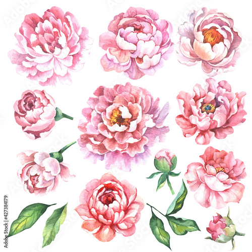 set of peonies