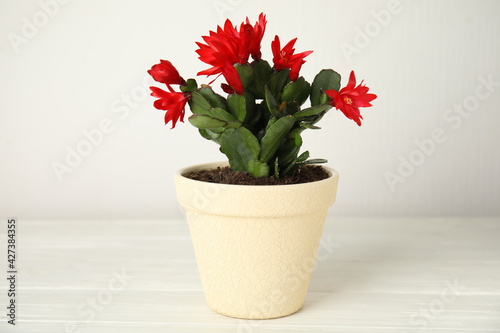 Beautiful red Schlumbergera  Christmas or Thanksgiving cactus  on white wooden table