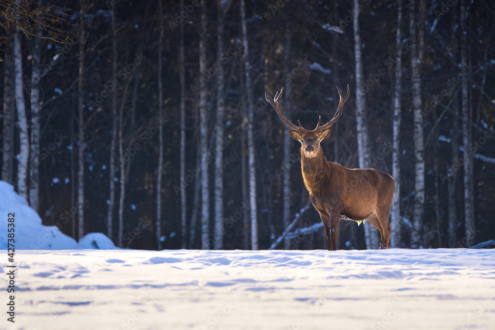 Red deer in winter forest looking to camera. wildlife, Protection of Nature. Cervus elaphus in cold winter day. Beautiful deer in its natural habitat in the winter forest, wildlife poster, print Red deer in winter forest looking to camera. wildlife, Protection of Nature. Cervus elaphus in cold winter day. Beautiful deer in its natural habitat in the winter forest, wildlife poster, print