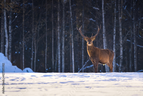 Red deer in winter forest looking to camera. wildlife, Protection of Nature. Cervus elaphus in cold winter day. Beautiful deer in its natural habitat in the winter forest, wildlife poster, print © Ilja