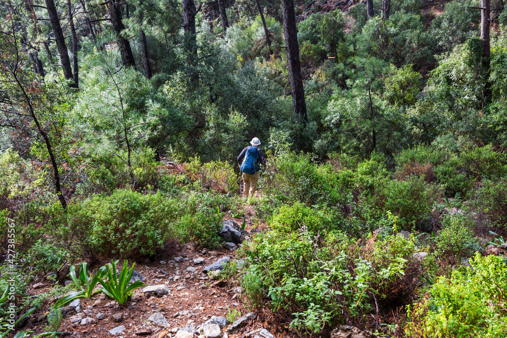 Obraz premium Hike in the forest
