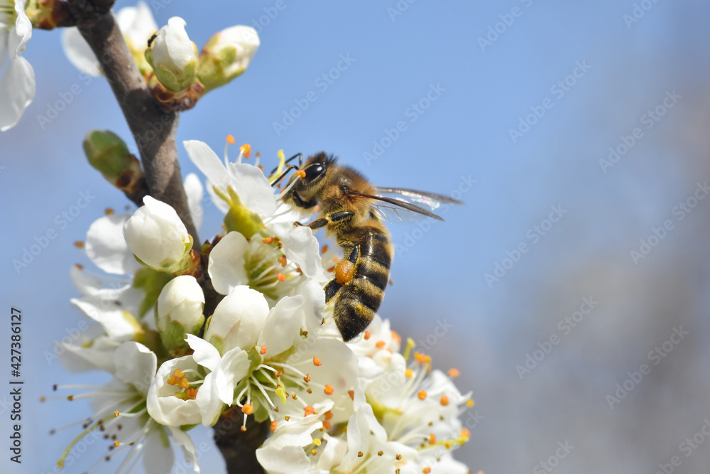 Naklejka premium Honey bee on a flower of the tree blossoms. Blooming branch with white flowers, honey bee pollinate