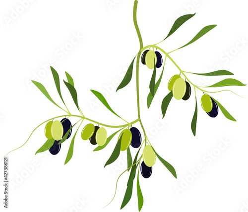 olive branch