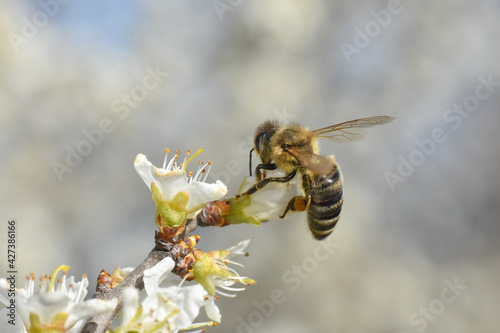 Honey bee on a flower of the tree blossoms. Blooming branch with white flowers, honey bee pollinate