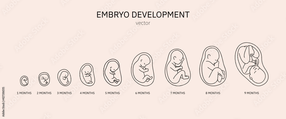 The development of the embryo. Prenatal development of the baby in a months. Pregnancy. The development of the embryo. Prenatal development of the baby in a months. Pregnancy.