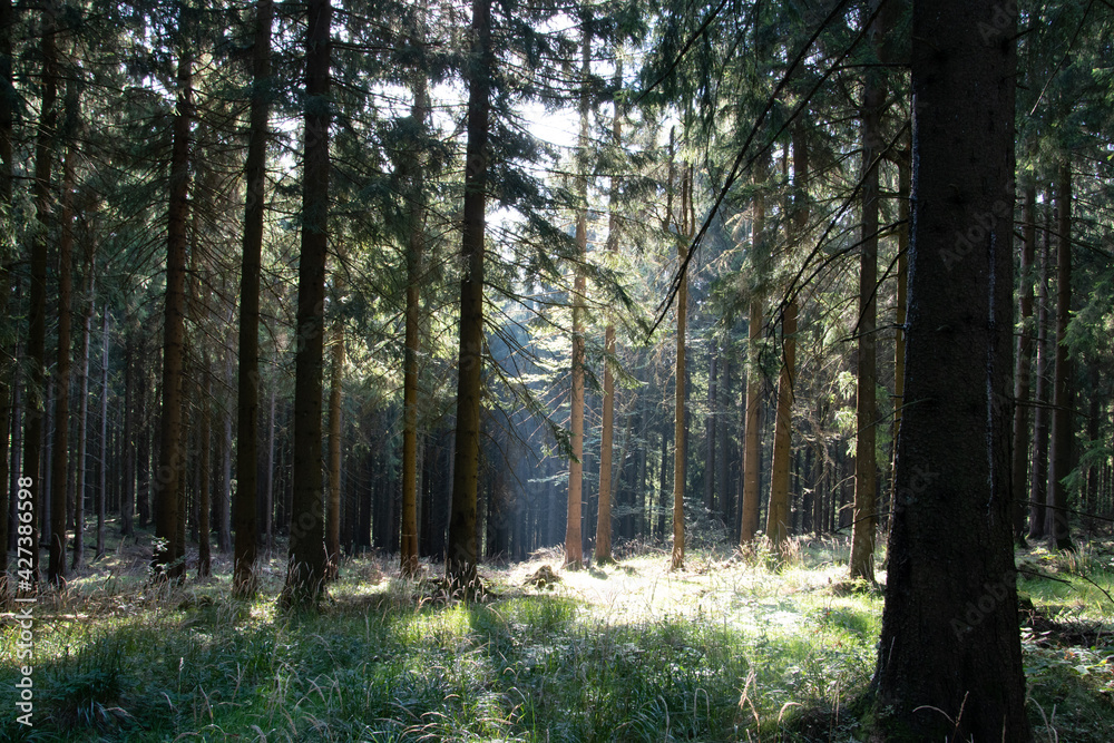 Wanderung auf dem Fernwanderweg Rennsteig durch den Naturpark Thüringer Wald von Neustadt nach Limbach
