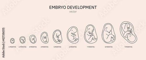 Tableau sur toile The development of the embryo