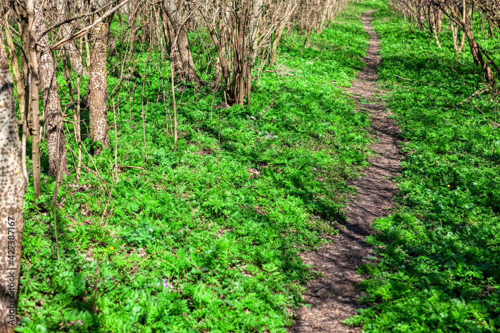 Fototapeta premium Trekking path in the forest . Walking in open air