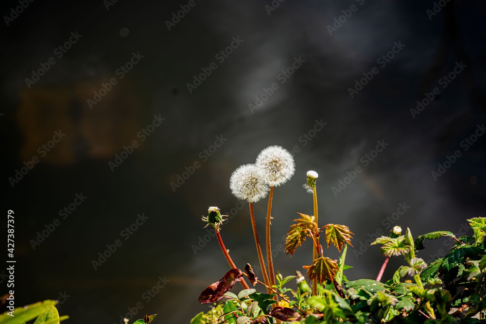 Löwenzahn- Pusteblume
