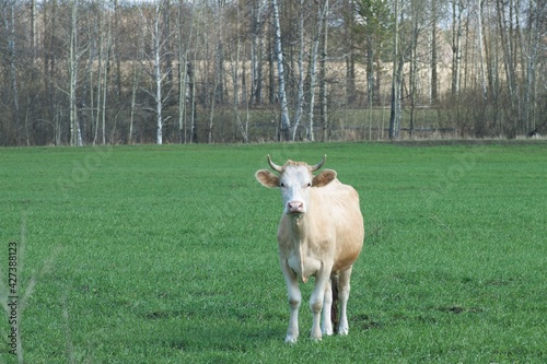 white cows