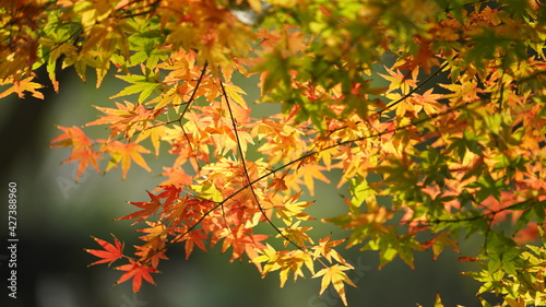 The beautiful autumn view in the city with the colorful leaves on the trees