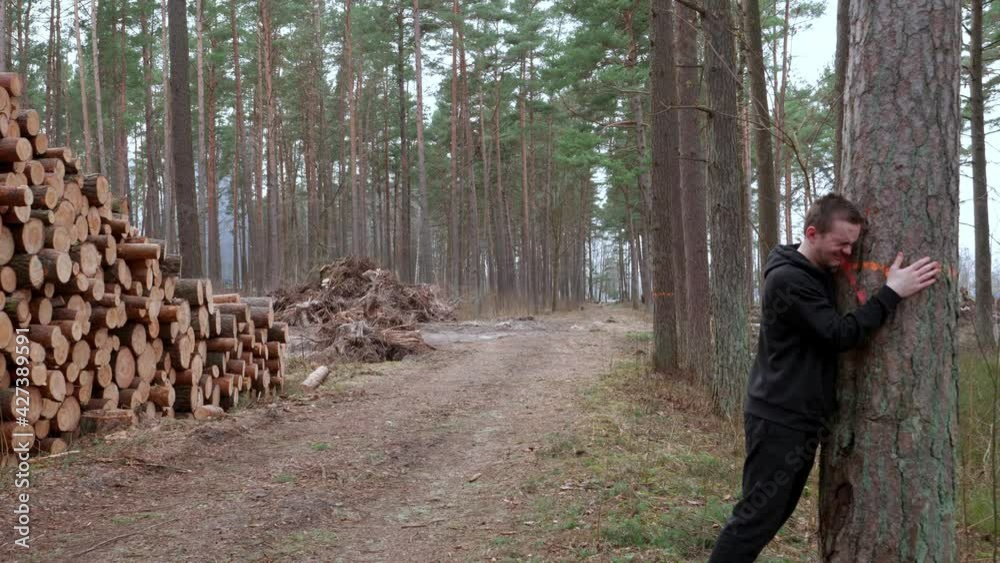 Forest fallen trees that lie in heaps, everything was sawn into logs, tree felling began Forest fallen trees that lie in heaps, everything was sawn into logs, tree felling began