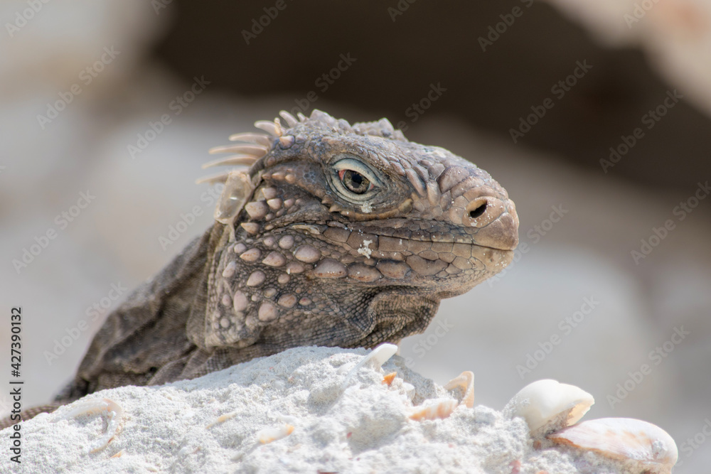 Fototapeta premium close up of a lizard