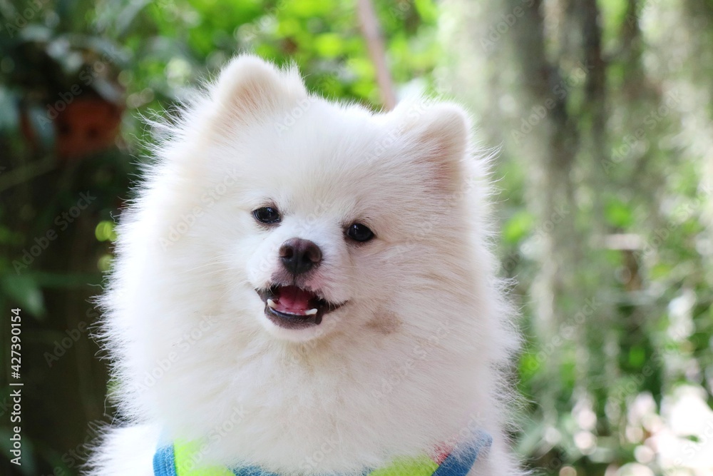 Portrait of a cute young white Pomeranian dog smile in the park. Animal concept. Soft focus. Portrait of a cute young white Pomeranian dog smile in the park. Animal concept. Soft focus.
