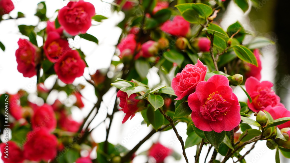 Camellias in the park, background from flowers Camellias in the park, background from flowers