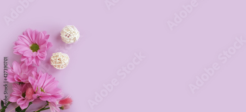 chrysanthemum flower on colored background frame