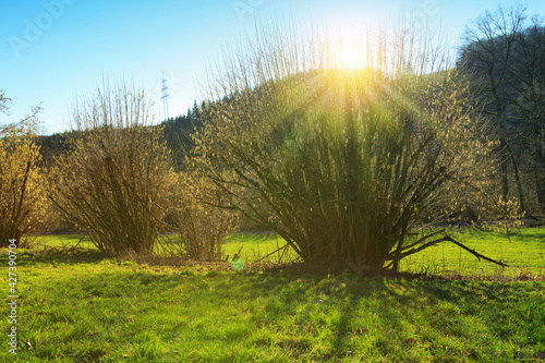 Foto Spring background with flowering hazelnut-tree against sunlight.