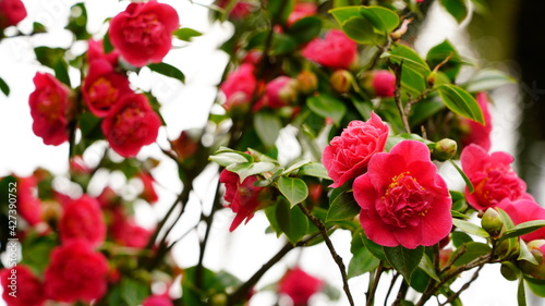 Camellias in the park  background from flowers