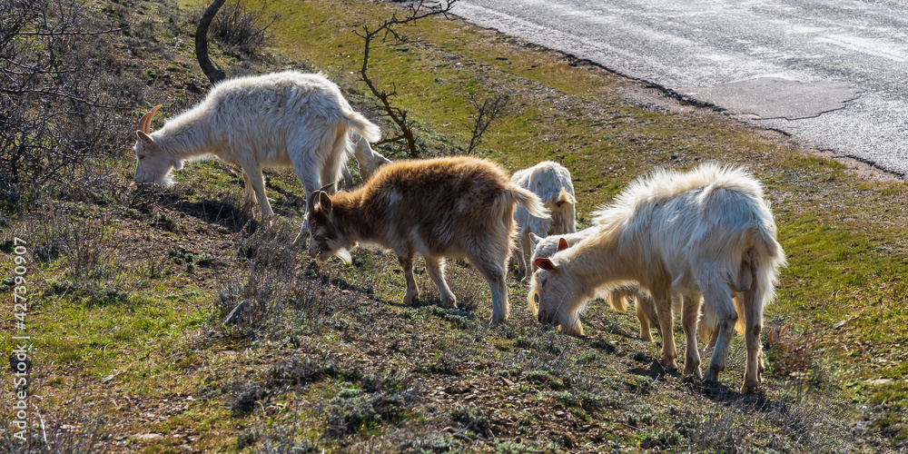 A family of wild goats grazes by the road in early spring A family of wild goats grazes by the road in early spring