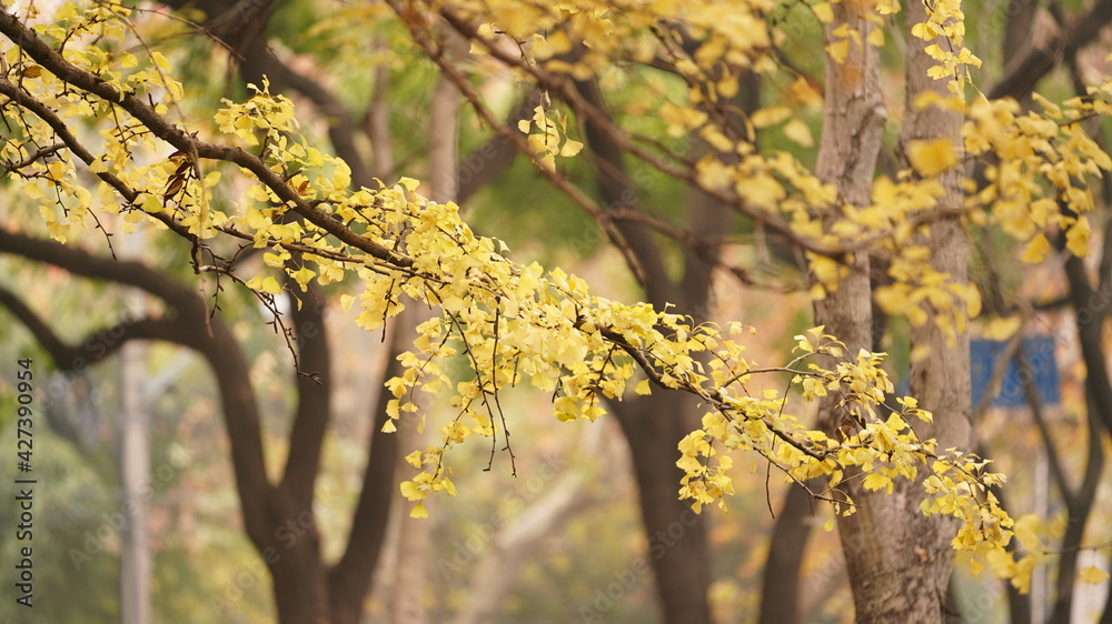 The beautiful autumn view in the city with the colorful leaves on the trees The beautiful autumn view in the city with the colorful leaves on the trees