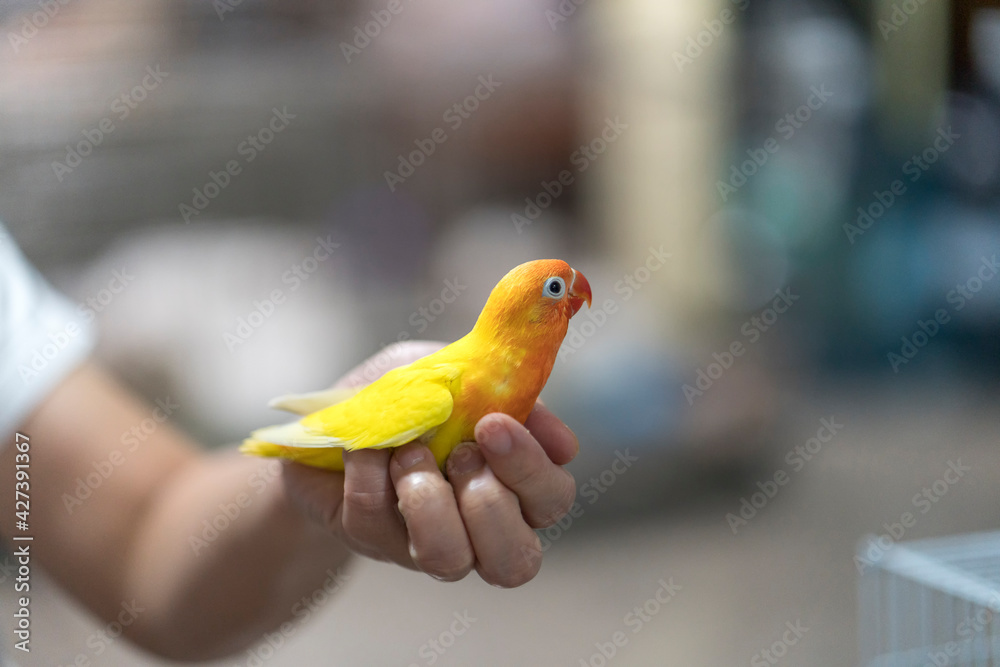 Obraz premium Little Bird. Close Up Puppy Parrot Love bird. The parrot is happy on the hand. Parakeet on hand,