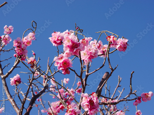 Plum blossom_7 © Shoko