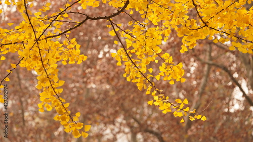 The beautiful autumn view in the city with the colorful leaves on the trees