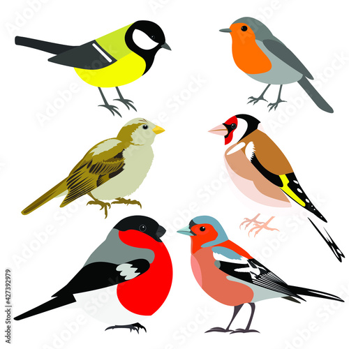 set of birds: great tit, sparrow, goldfinch, bullfinch, chaffinch, robin vector isolated