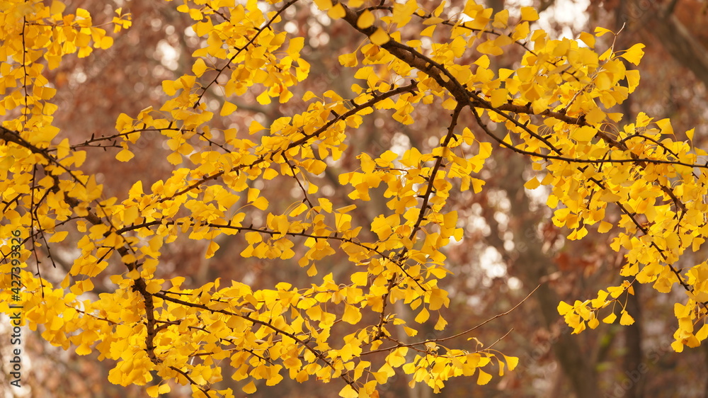The beautiful autumn view in the city with the colorful leaves on the trees The beautiful autumn view in the city with the colorful leaves on the trees