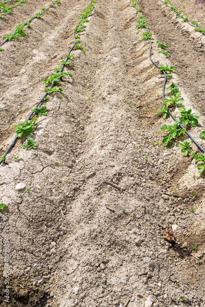Potato crop growing in the field Potato crop growing in the field