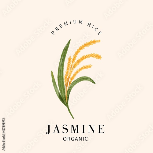 organic rice watercolor illustration forl logo, packaging, poster