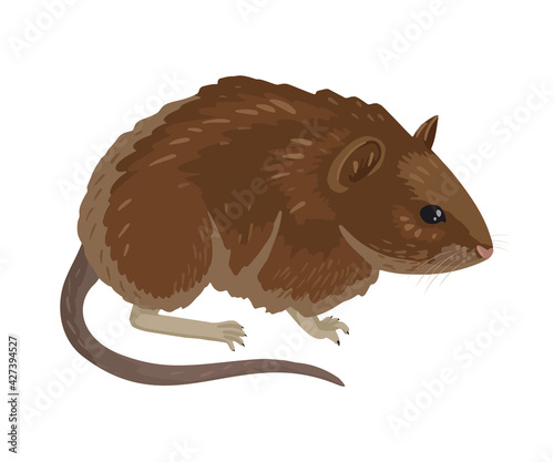 Bank vole. Small vole with red-brown fur walking, cartoon drawing on a white background, children's character illustration. photo