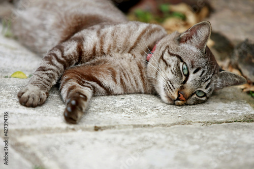 Fototapeta Naklejka Na Ścianę i Meble -  Lovely gray cat sitting at outdoor